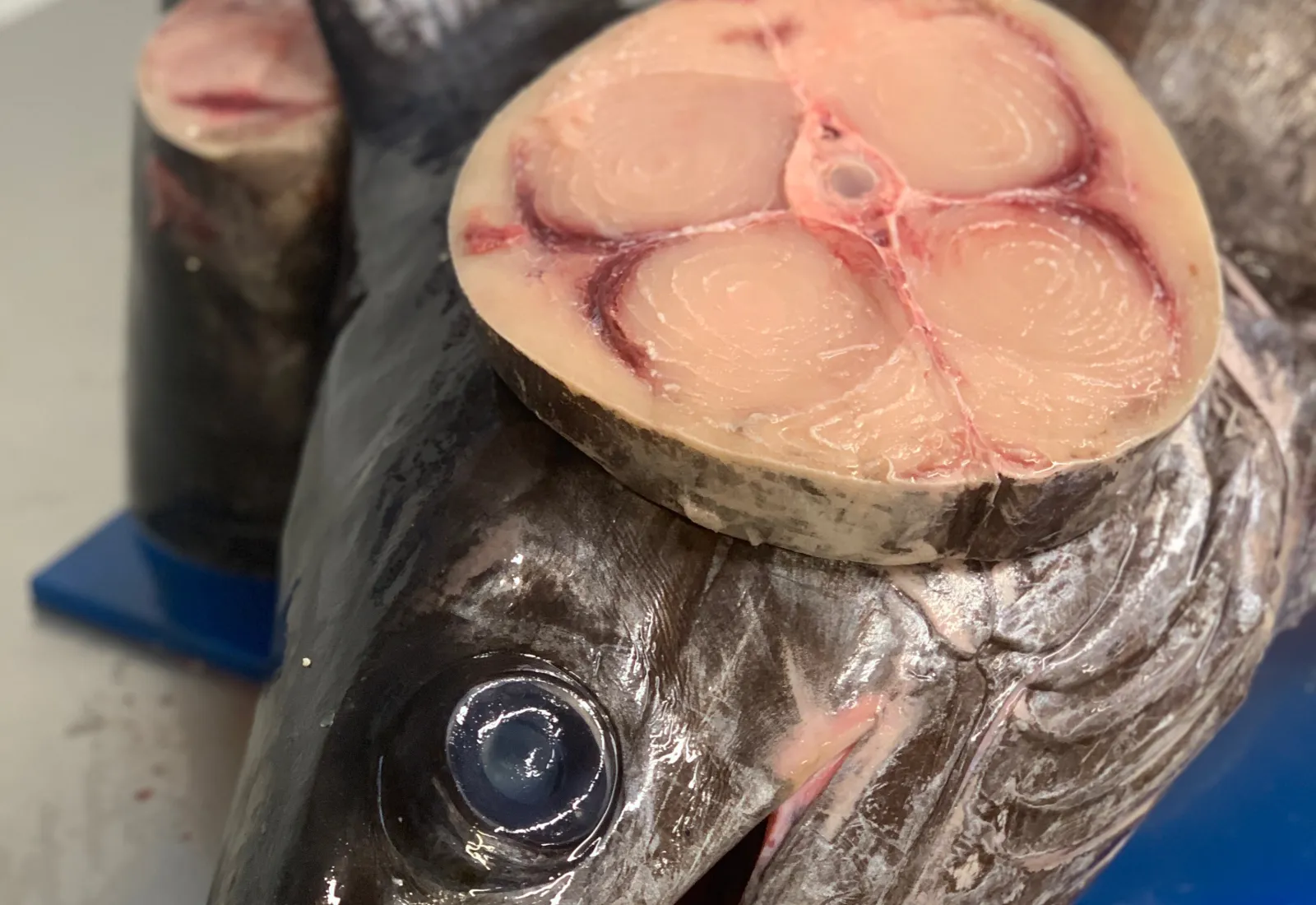 Line caught Swordfish cutlets (1kg)