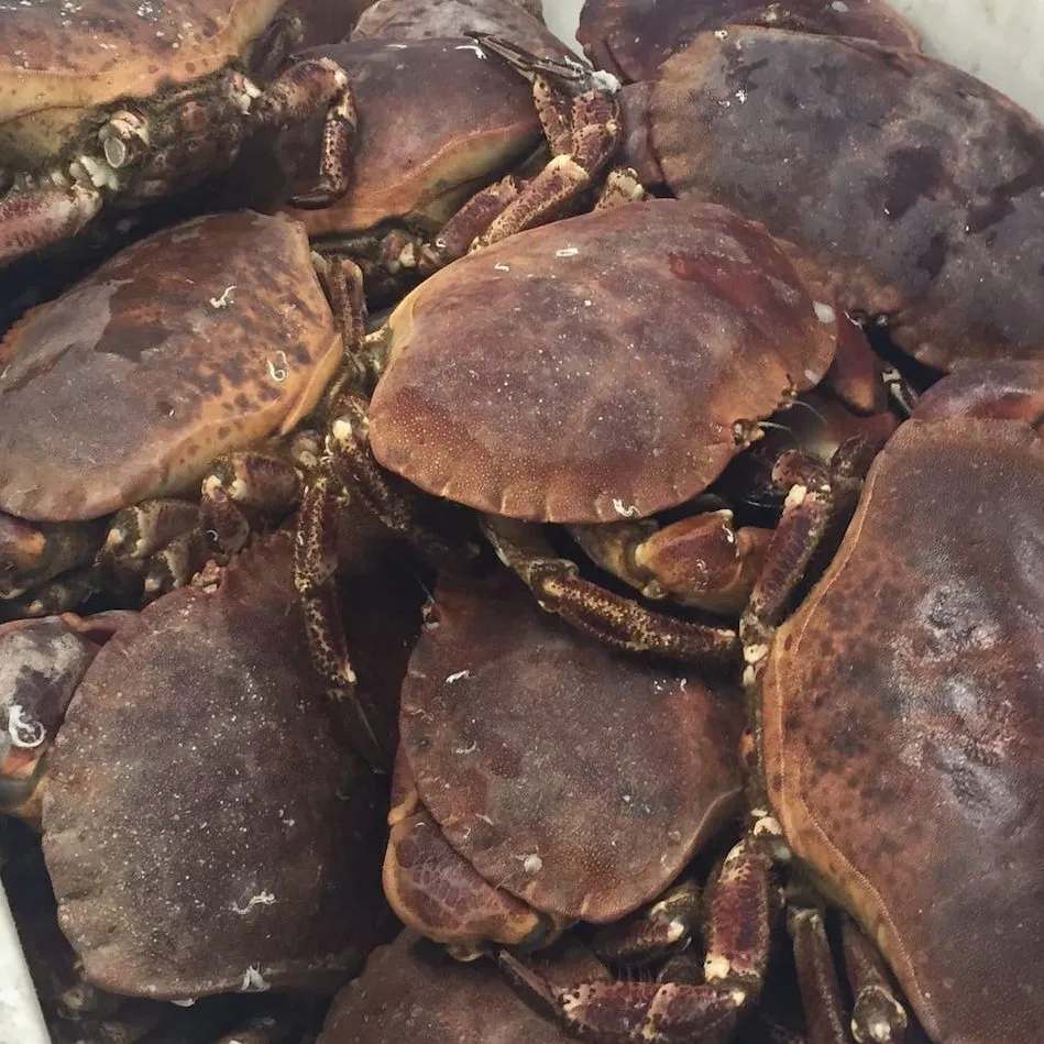 3 kg Live Brown Crabs ( all female)