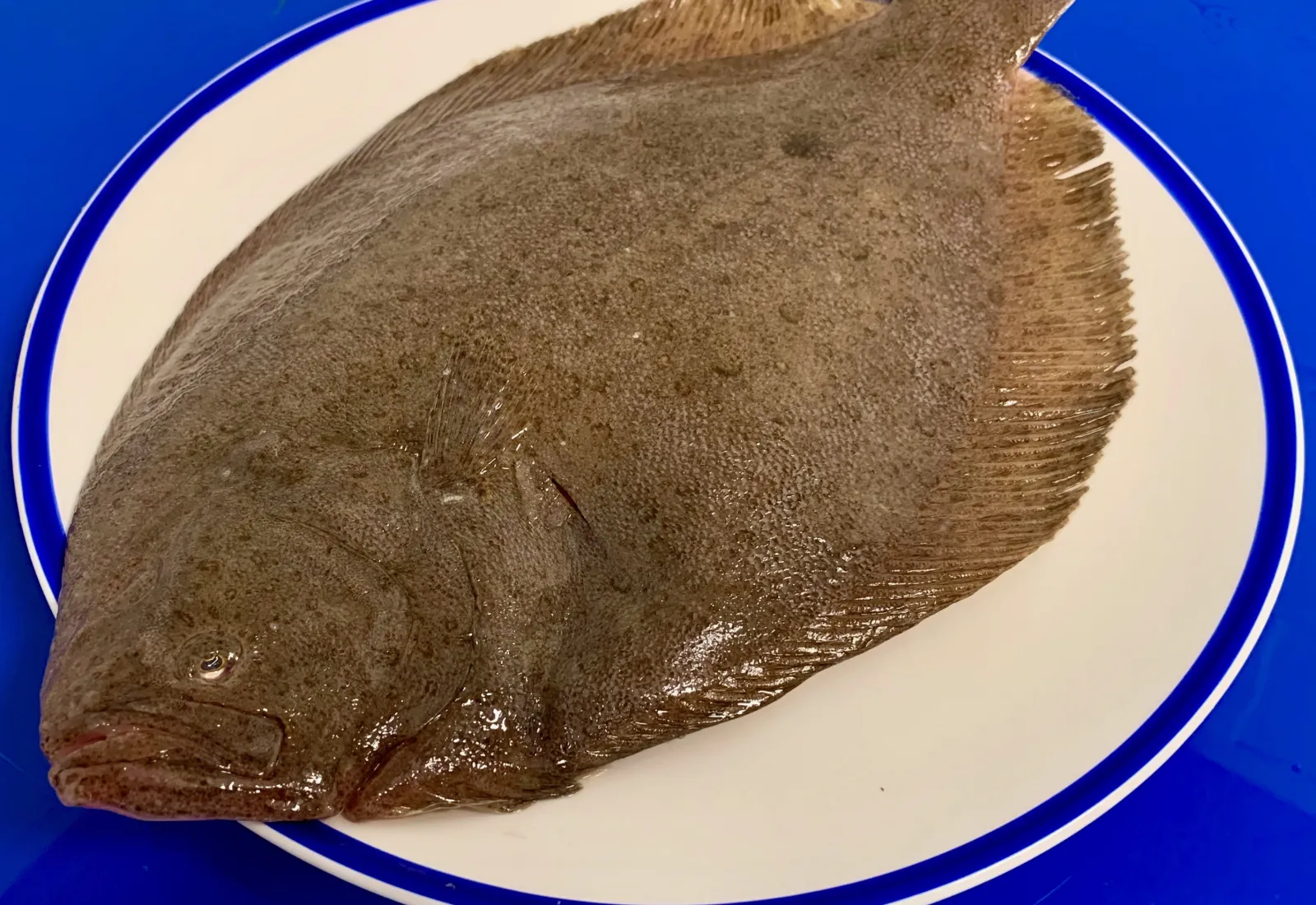 Whole Brill