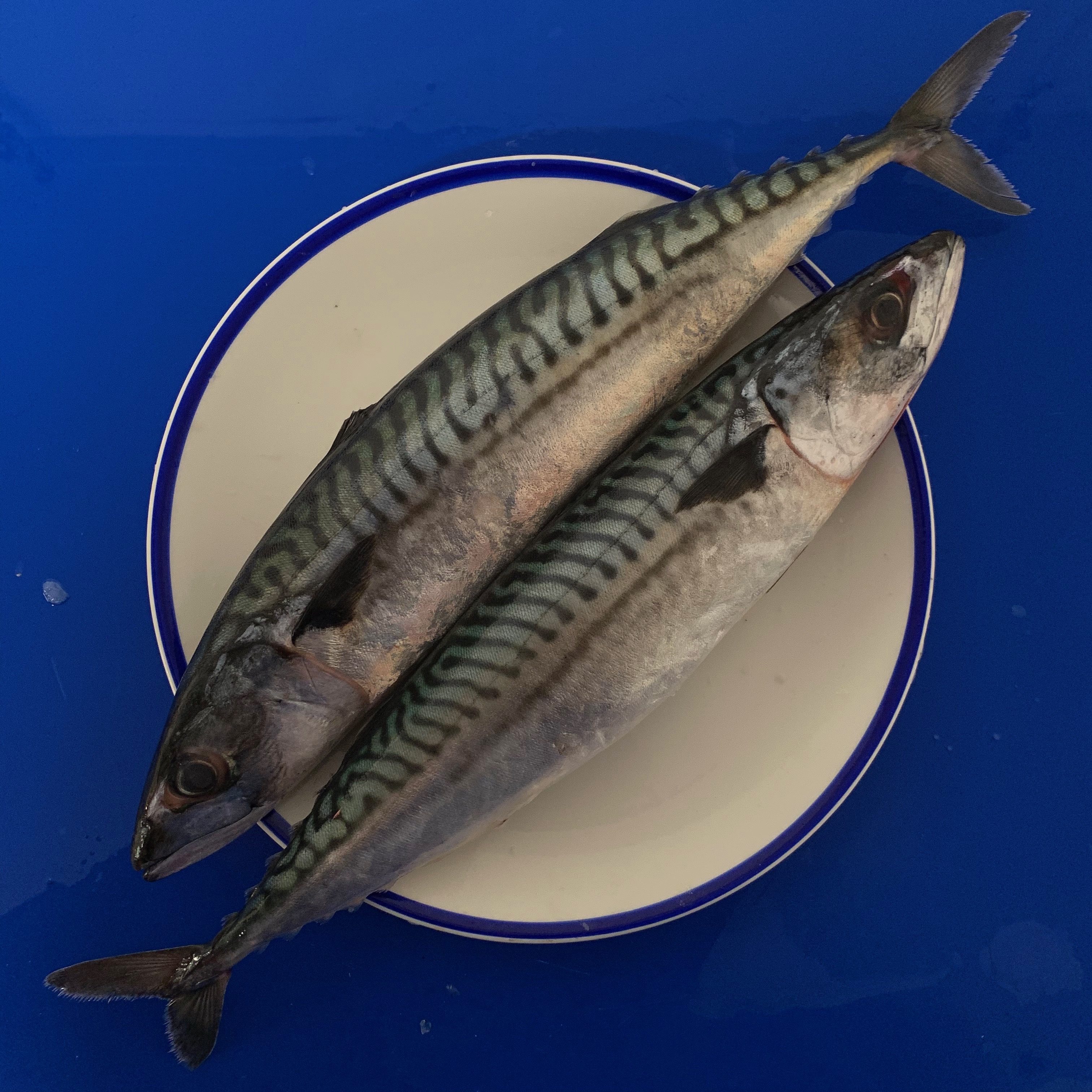 whole-mackerel-buy-online-free-nationwide-delivery