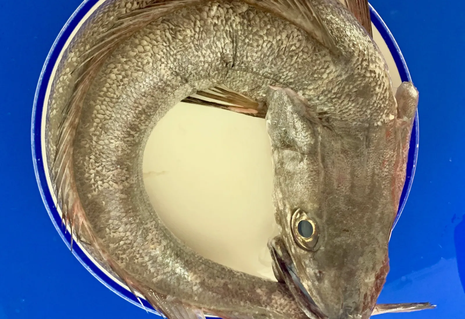 Whole Silver Hake