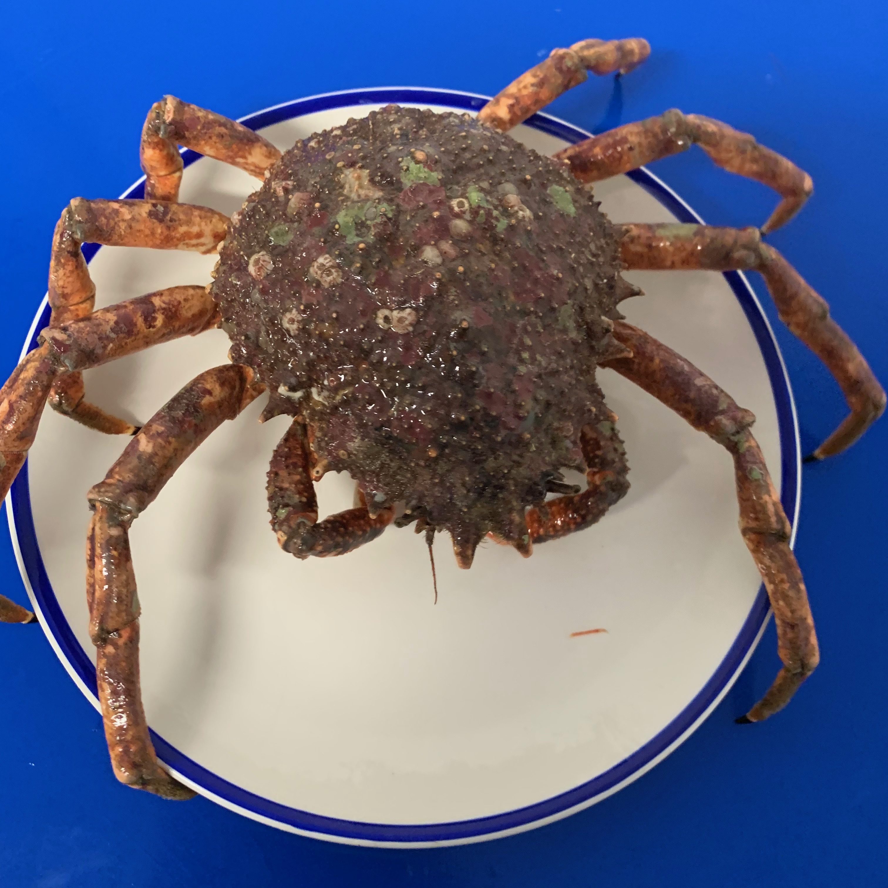 Spider Crab LIVE Buy Online Free Nationwide Delivery