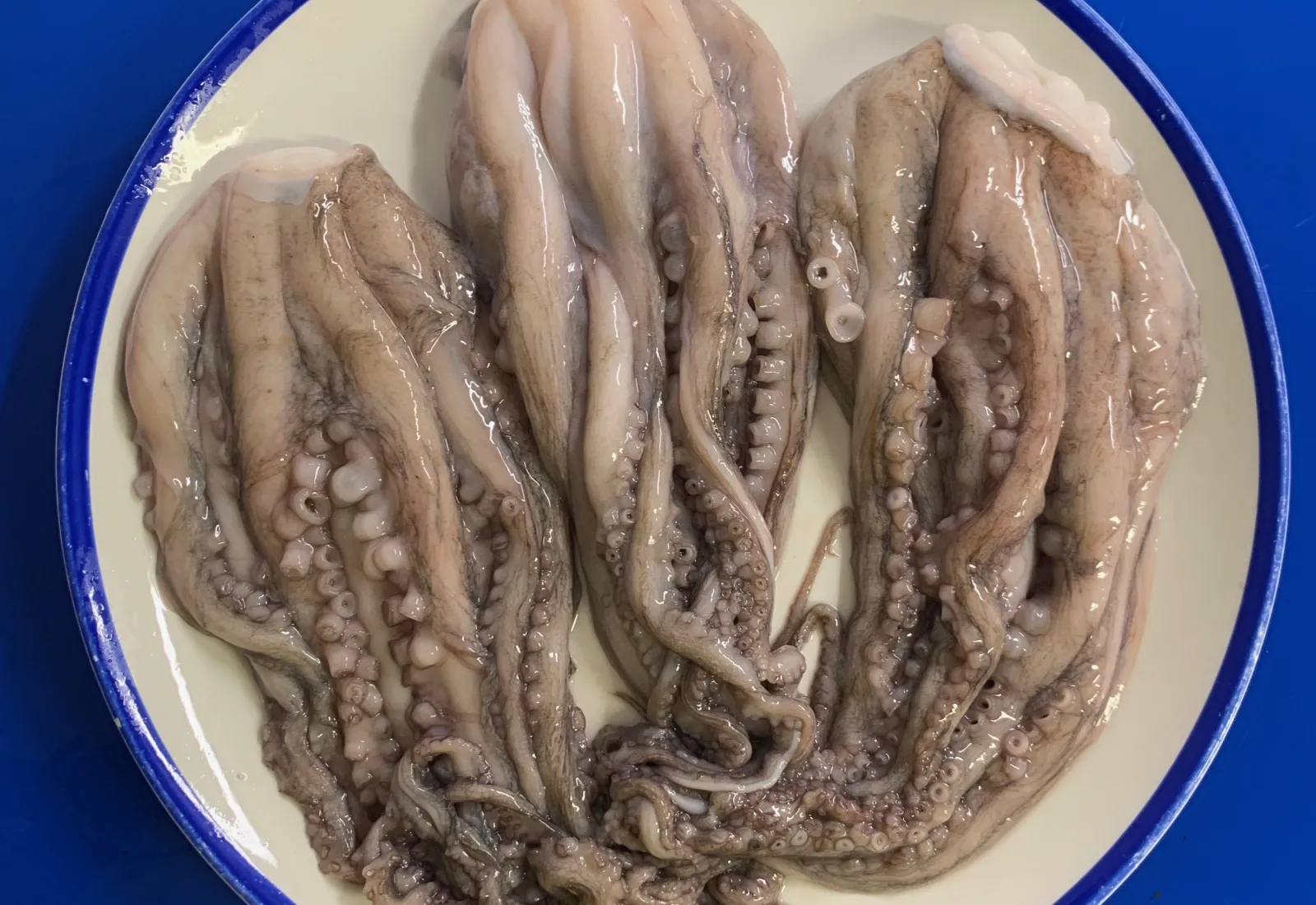 Frozen Irish Octopus tentacles