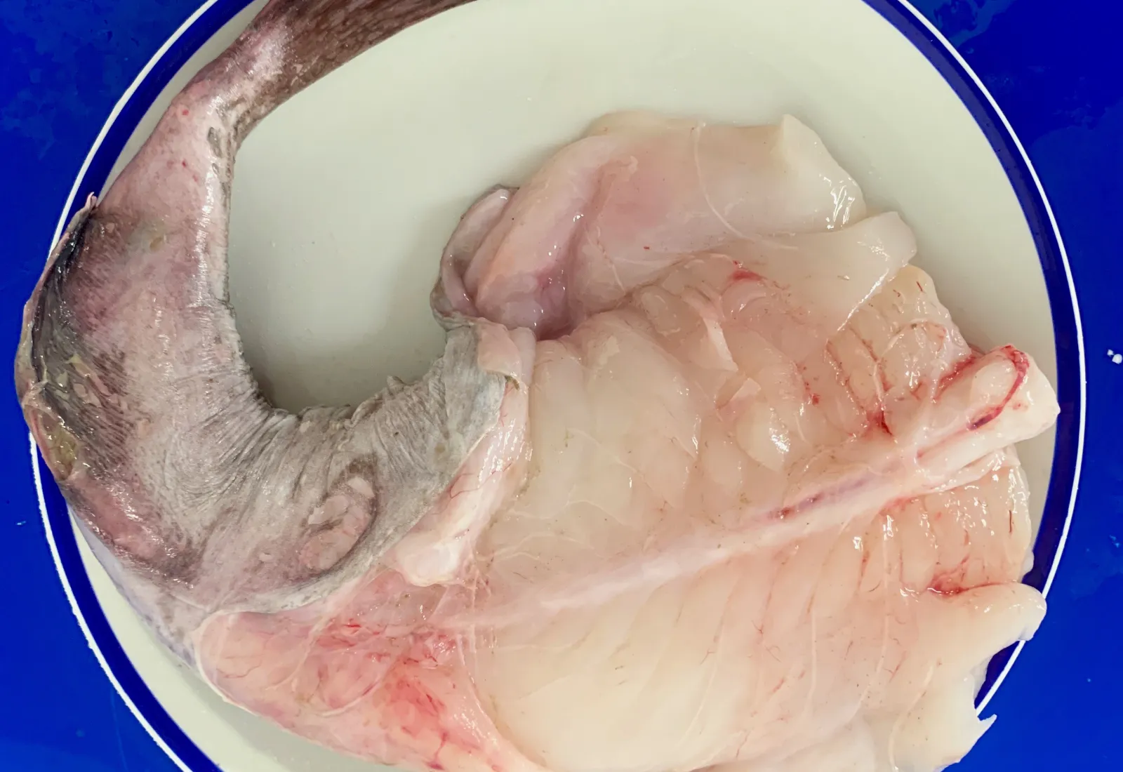 Fresh Monkfish Tail