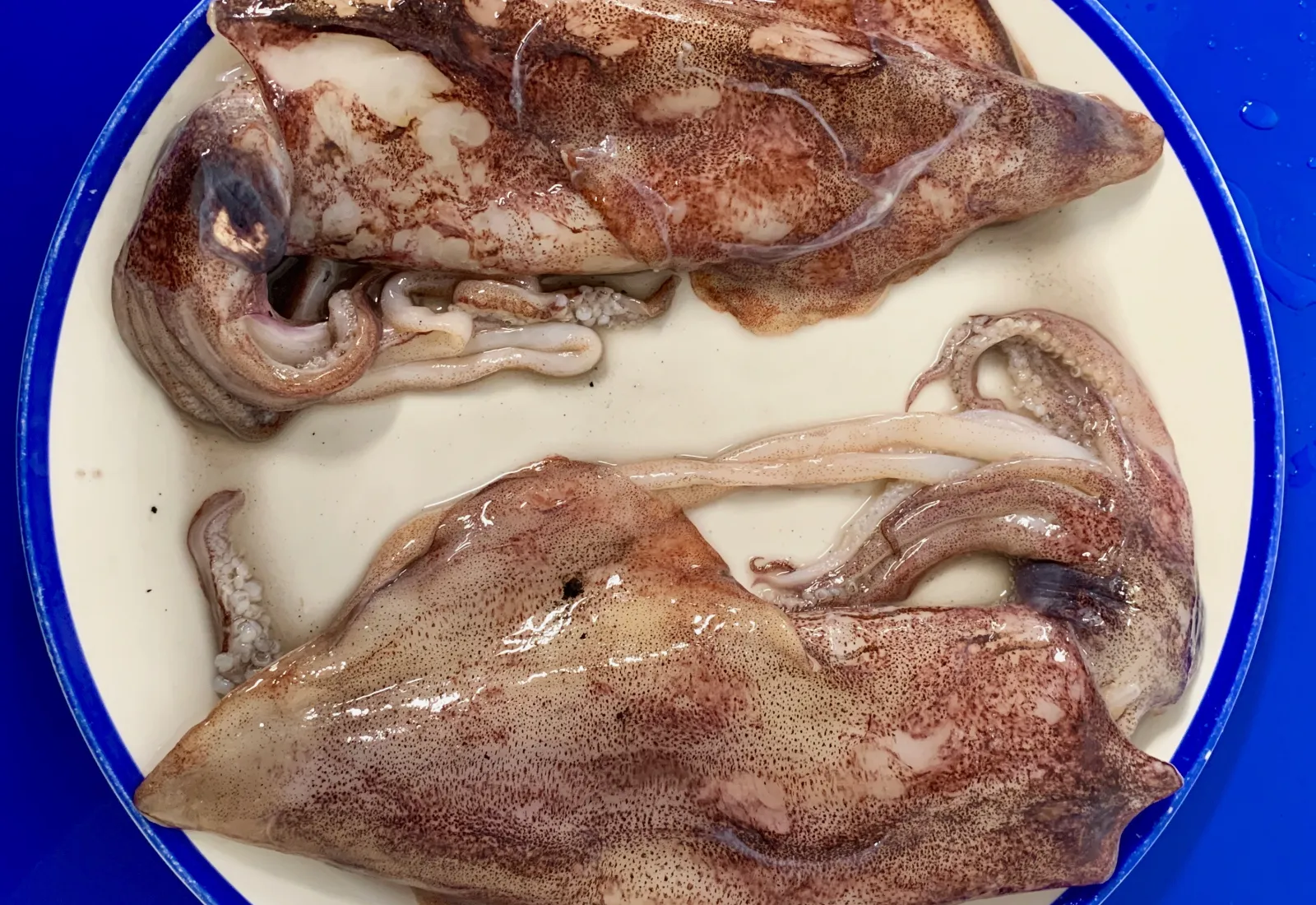 Fresh Donegal Squid