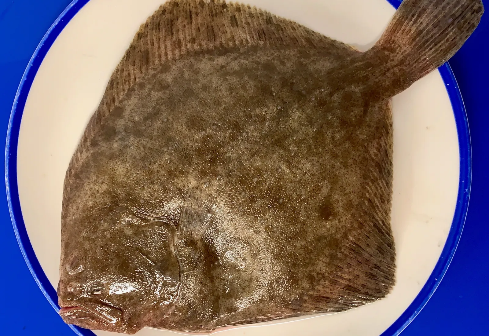 Fresh Wild Turbot (2-3 servings))