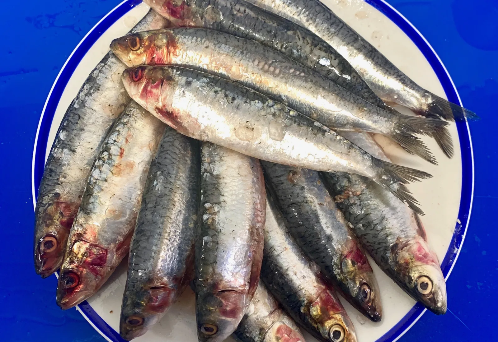 Fresh Sardines (Kg)
