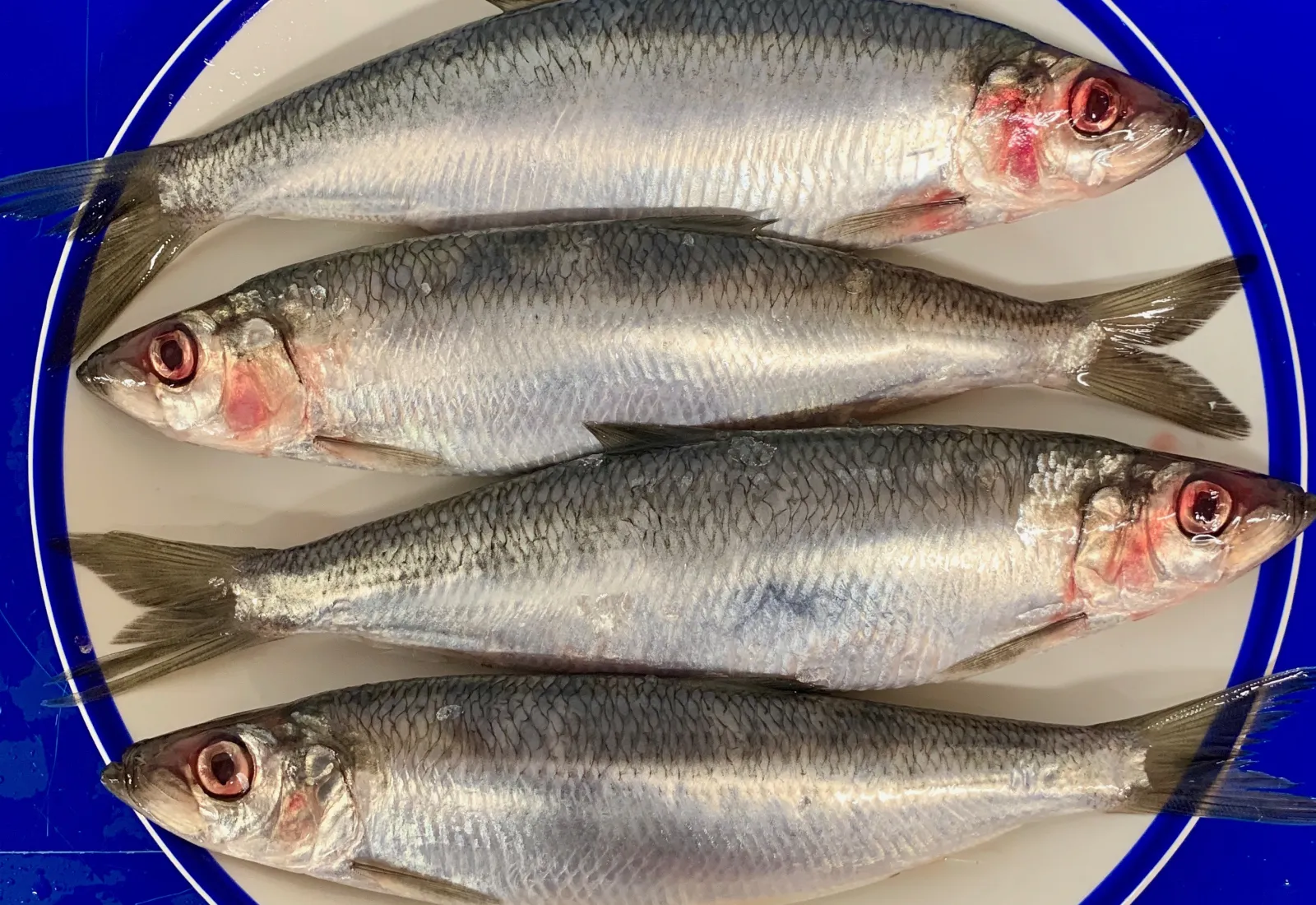 Fresh XXL Scando Herrings