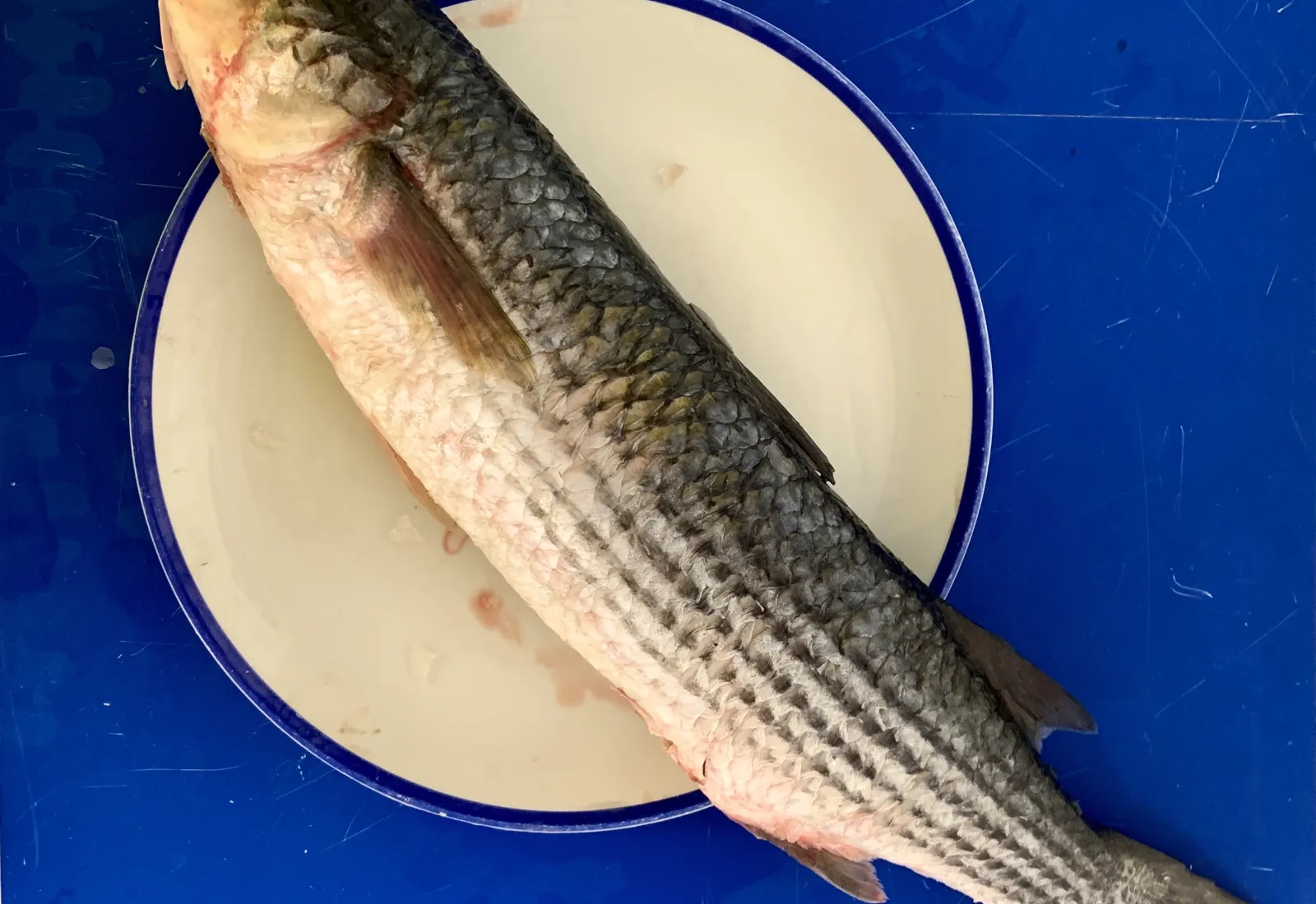 Fresh Grey Mullet