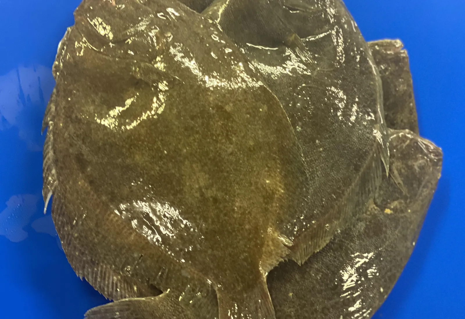 Small Chat Brill