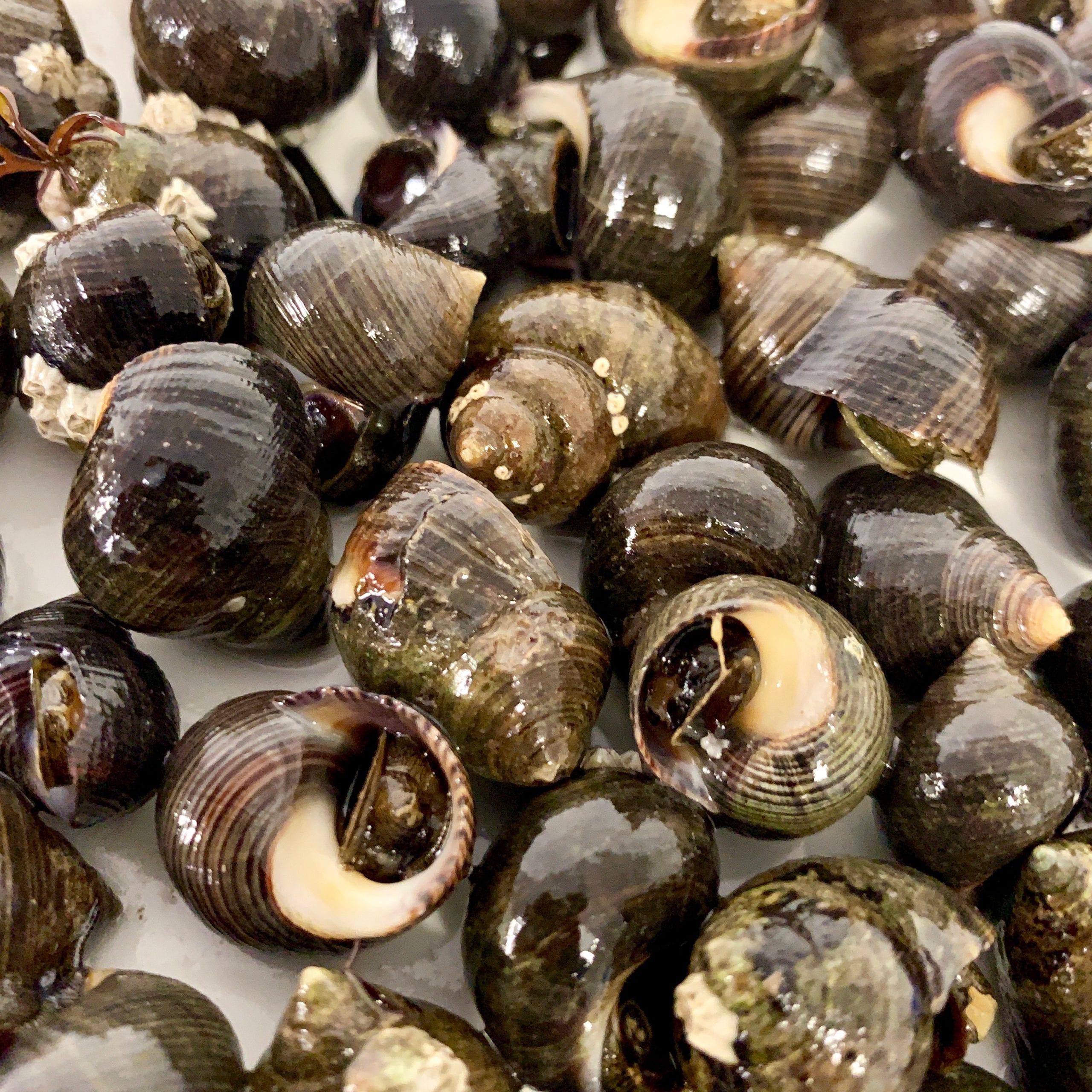 Periwinkles XL | Eat More Fish | Nationwide Delivery