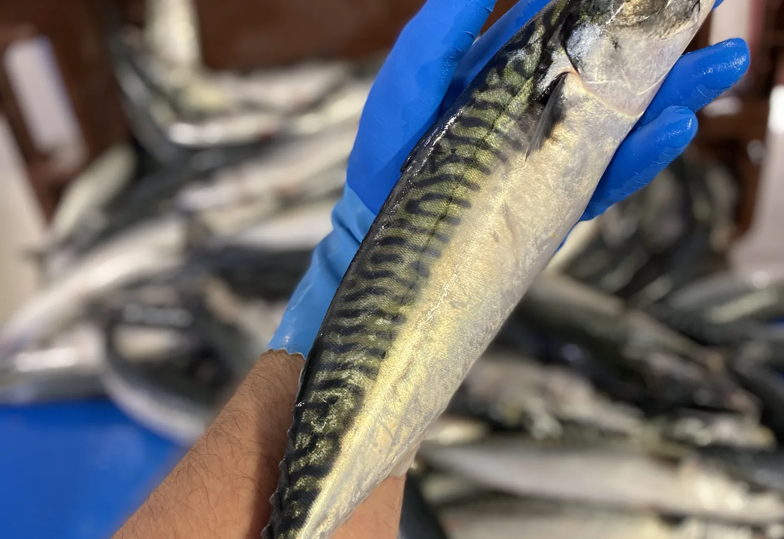 Mackerel