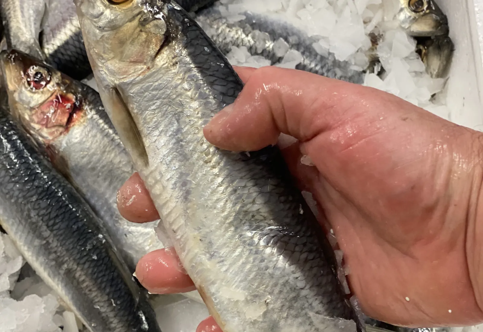 Herring