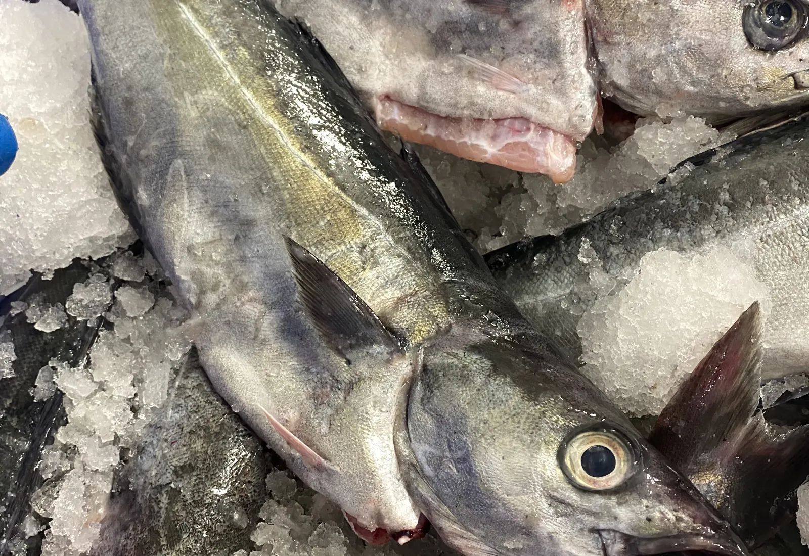 Whole Coley / Black Pollock