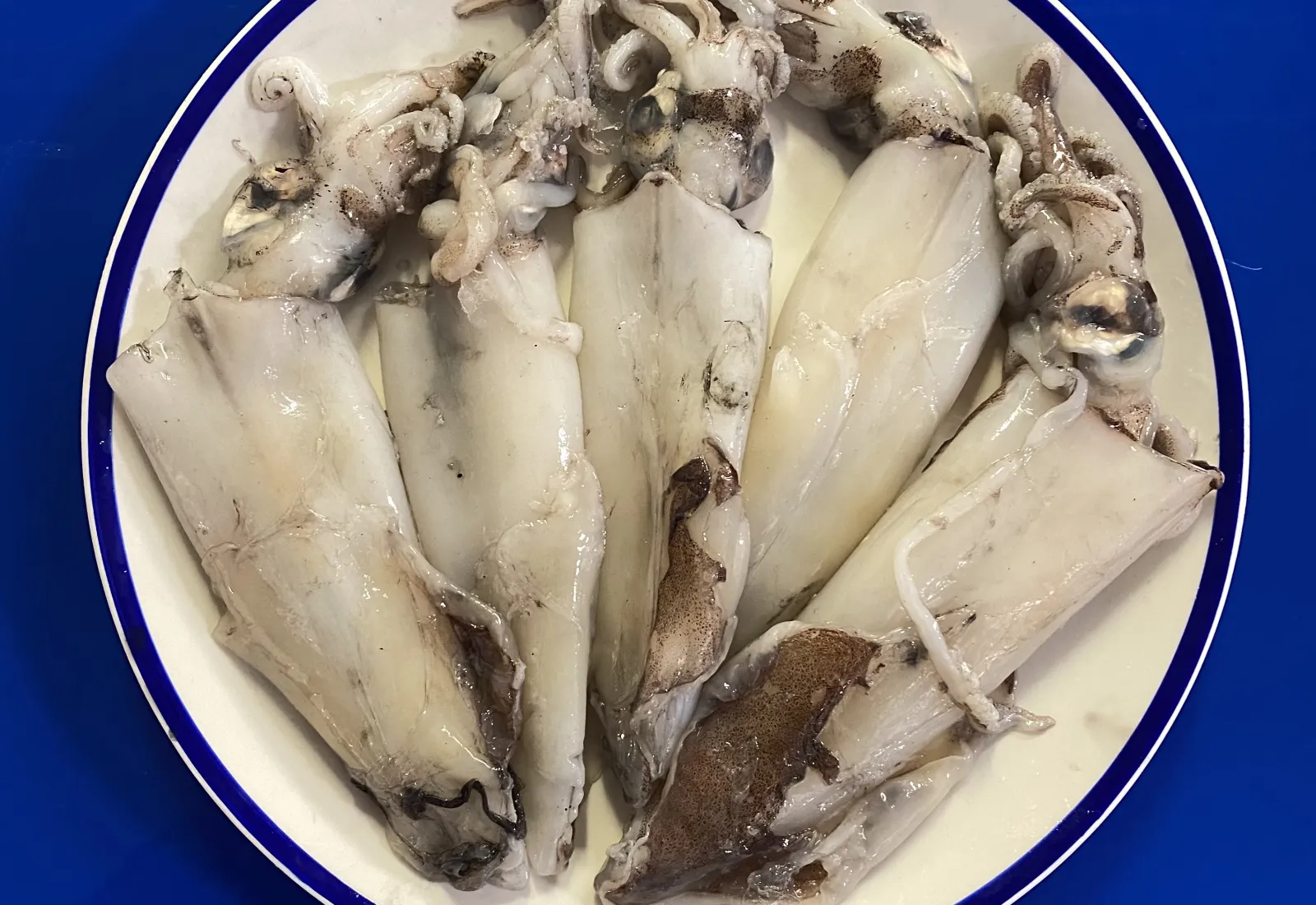 Irish baby Squid
