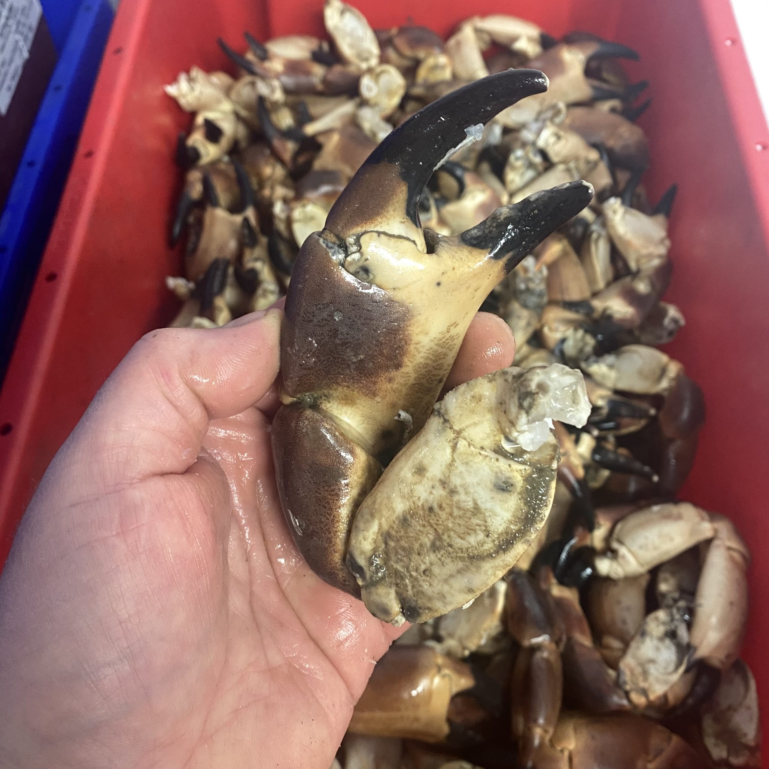 Fresh Crab Claws (RAW), Eat More Fish