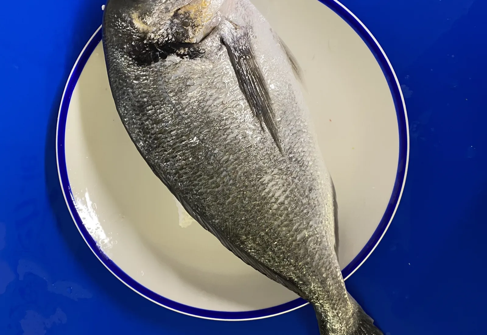 Fresh Large Sea Bream