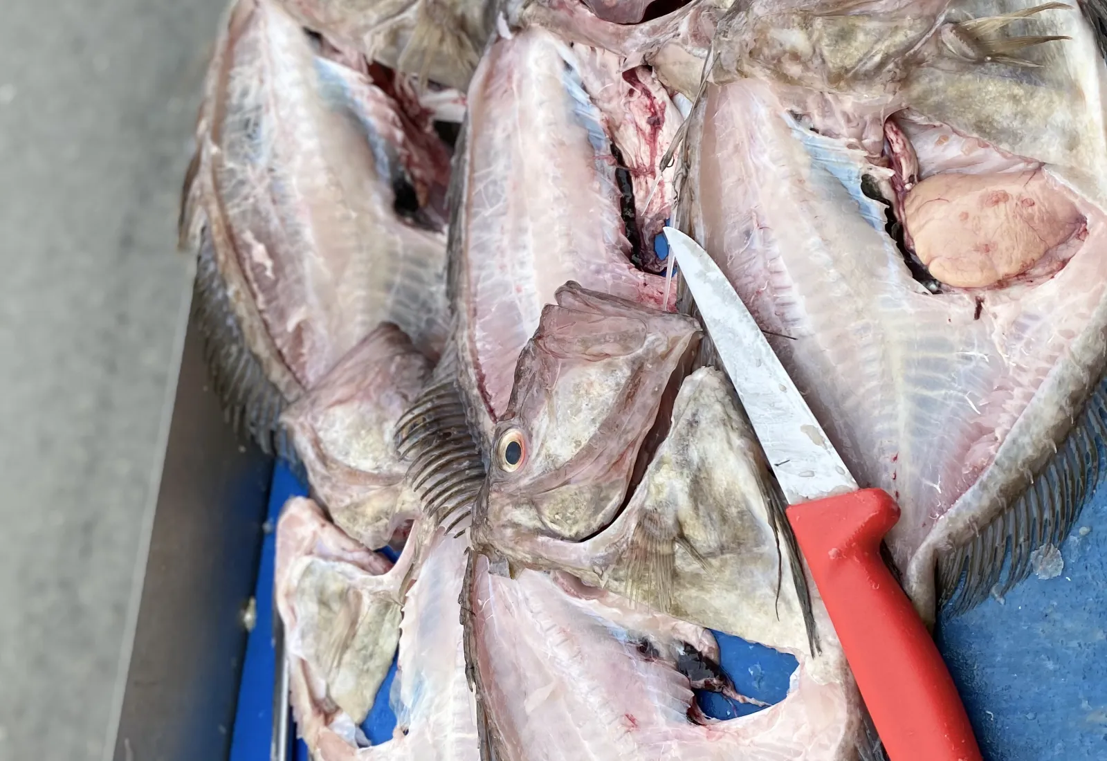 Just bones… to make your fish stock