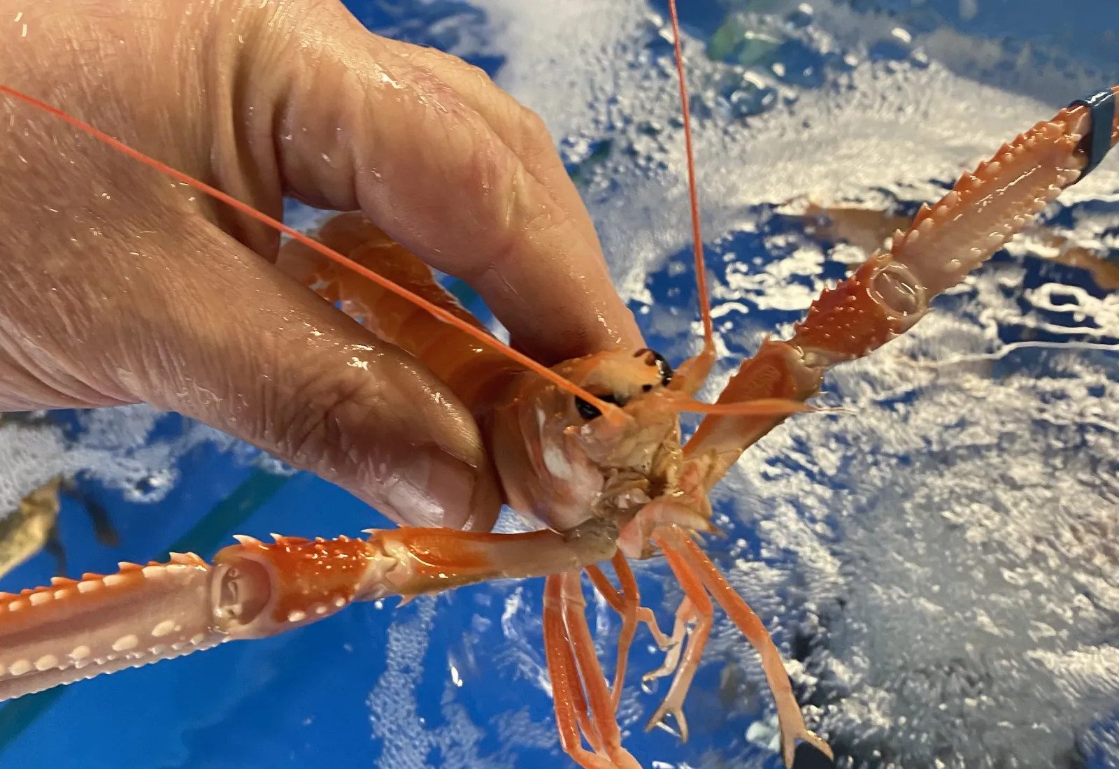 Live Creel caught Langoustine Prawns