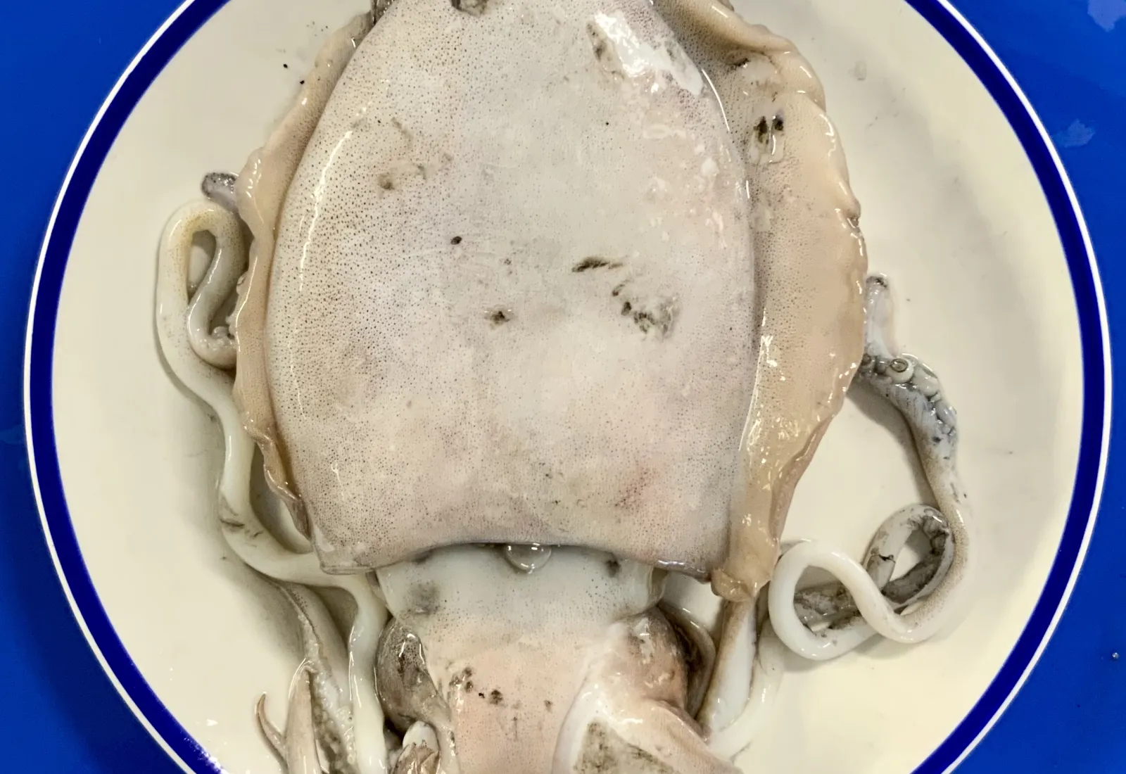 Fresh Cuttle fish / Sepia