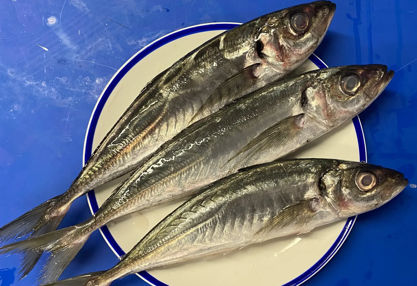Frozen Scad / Horse Mackerel