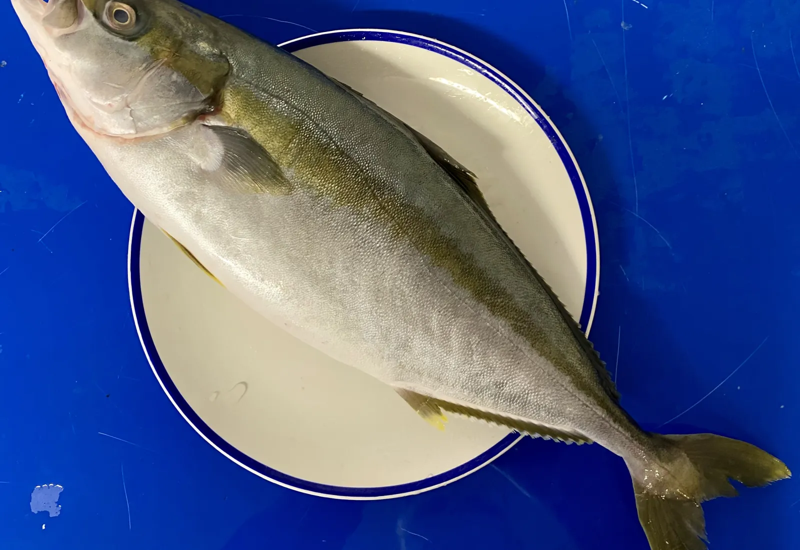 Whole King Fish / Yellow tail