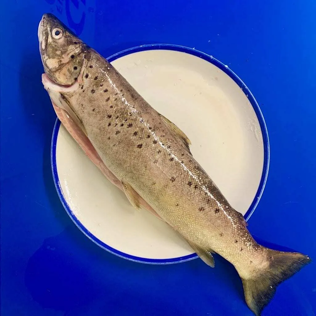 Frozen Wild Trout ( Whole)