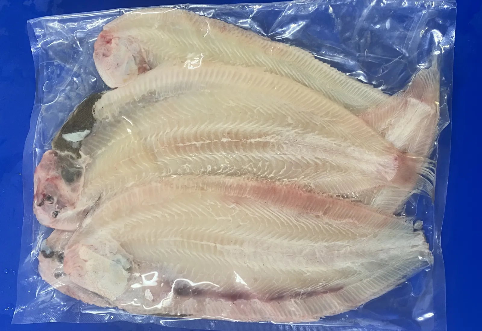 Frozen Large Slip / Black Sole (Skin off)