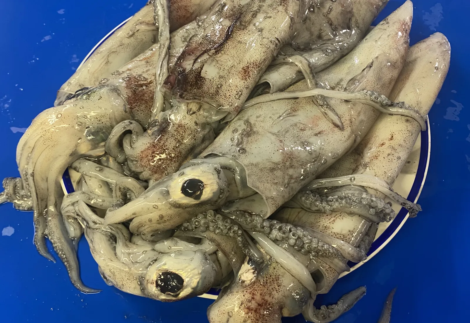 2 KG D€AL Fresh whole Squid