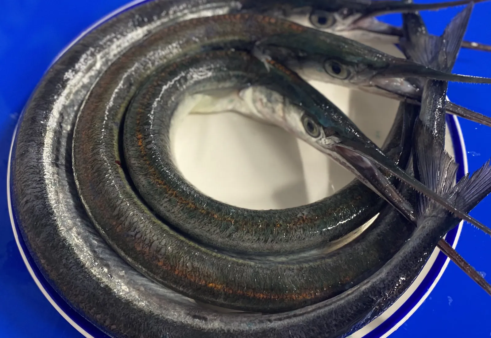 Fresh Garfish / Needlefish