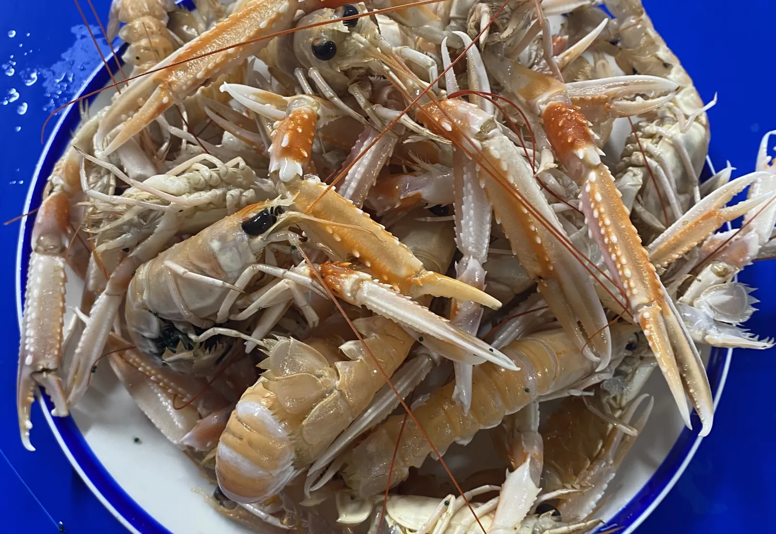 Fresh Langoustines Prawns