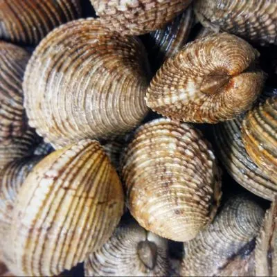 Warty Venus / Praire Clam