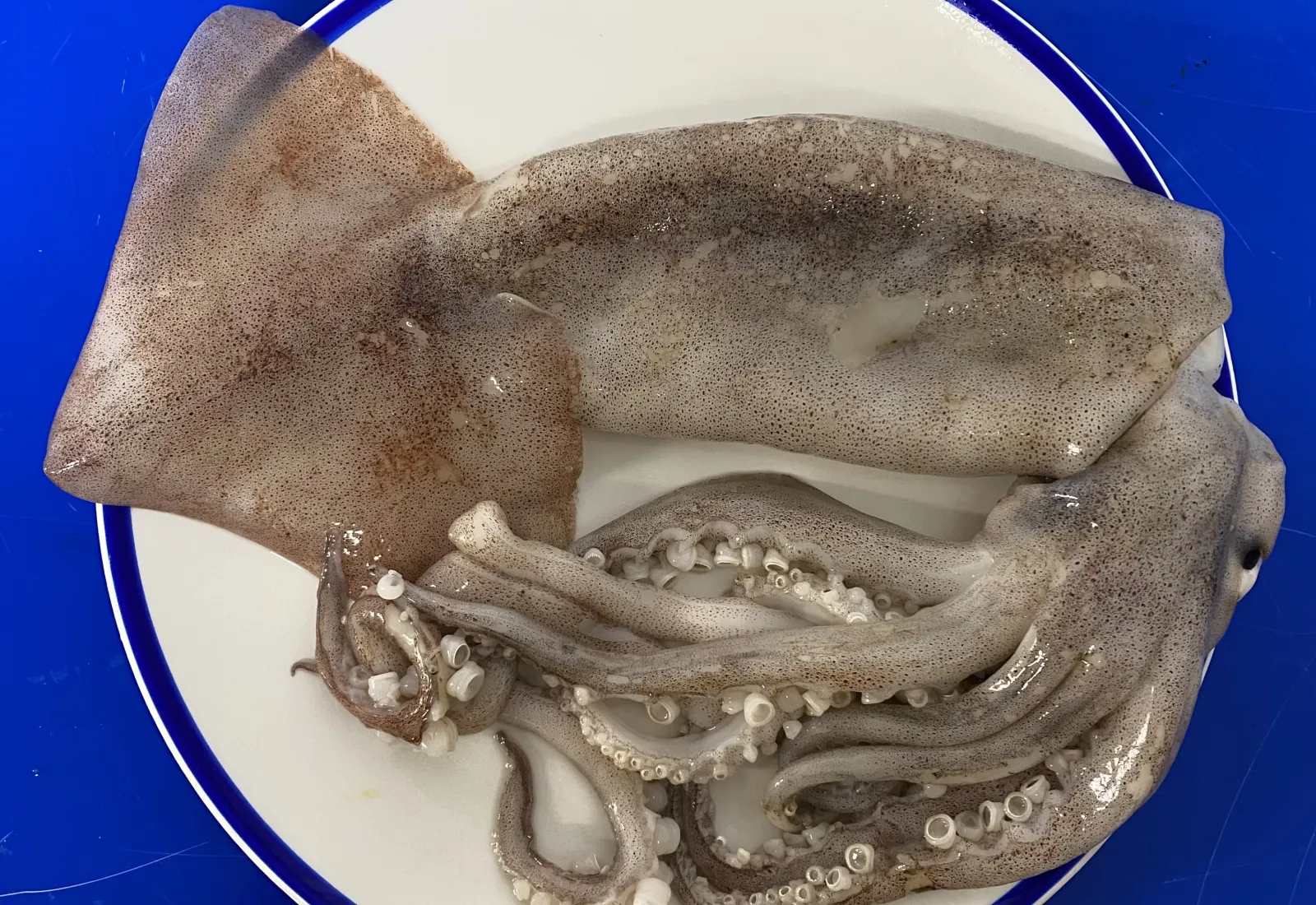 Illex Squid / Pota (The stewing Squid)