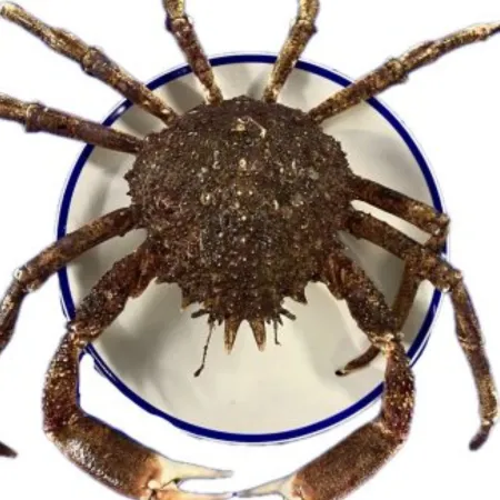 Live Spider Crab Male