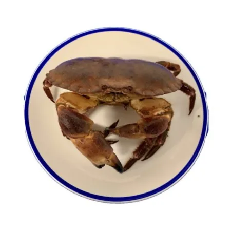 Live Brown Crabs (female)
