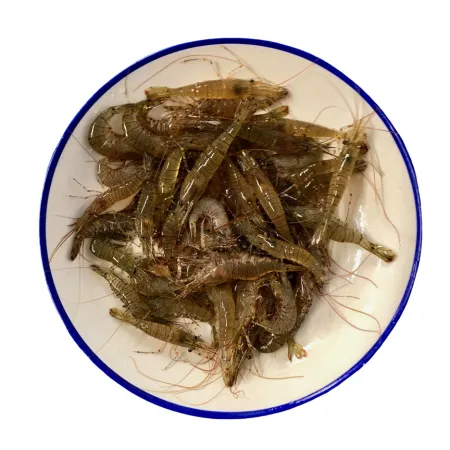 Live Connemara Shrimps