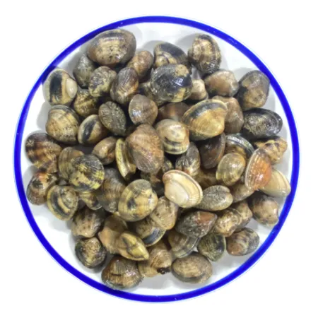 Live Irish Palourdes/ Manila clams