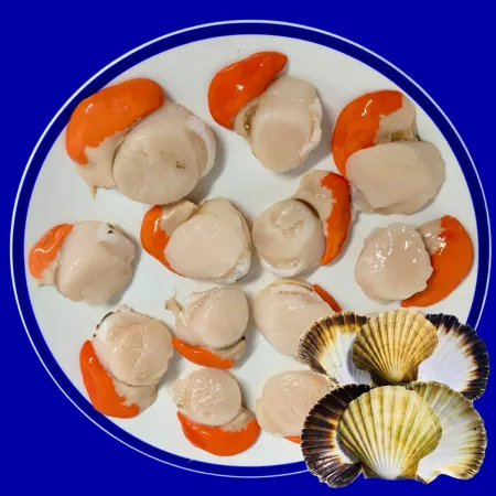 Scallops and Shells