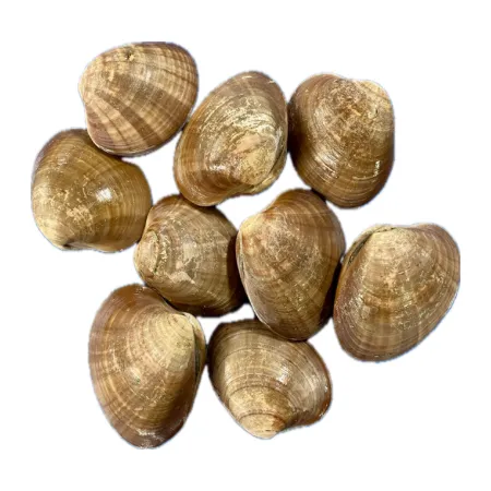 Smooth Venus -Hokkigai Clam