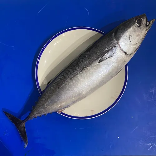 Fresh Bullet Tuna / Melva