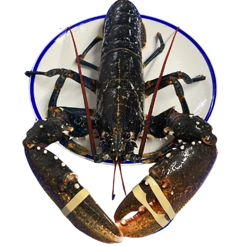 Live Medium Lobster (1 unit)