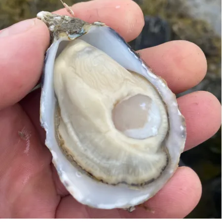 Oyster