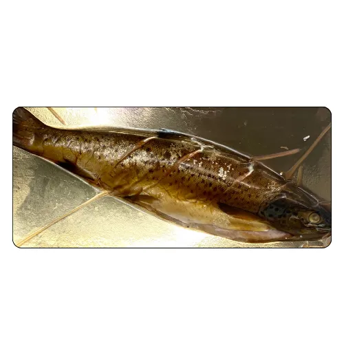 BBQ smoked Whole Wild Trout