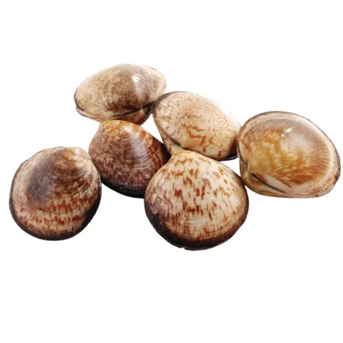 Sea almonds