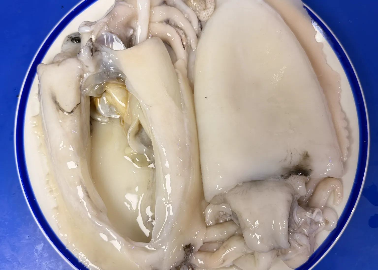 Fresh Cuttlefish / Sepia ( clean & pan ready )